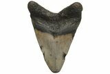 Juvenile Megalodon Tooth - North Carolina #210144-1